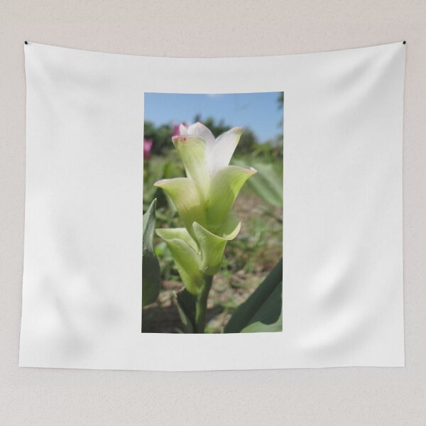 Item preview, Siam tulip is flowering plant, Curcuma sp. of the ginger family no. 62 designed and sold by greengoodnich.