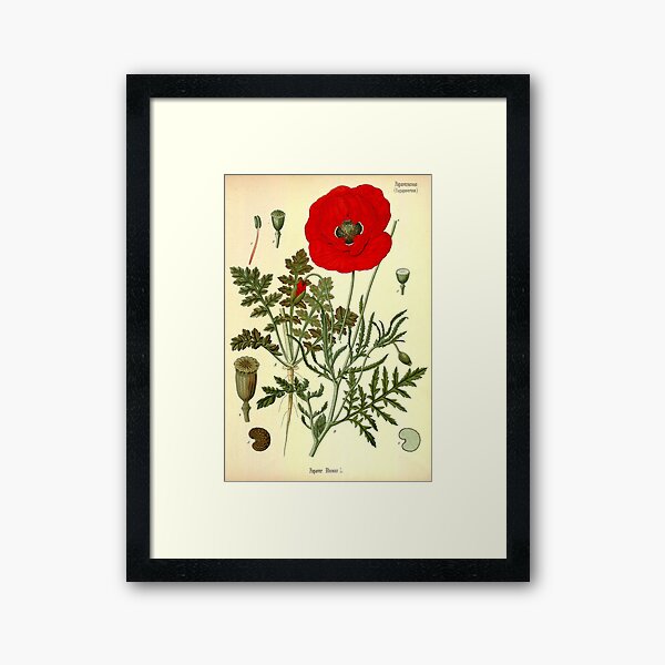 Mohnblume Gerahmter Kunstdruck