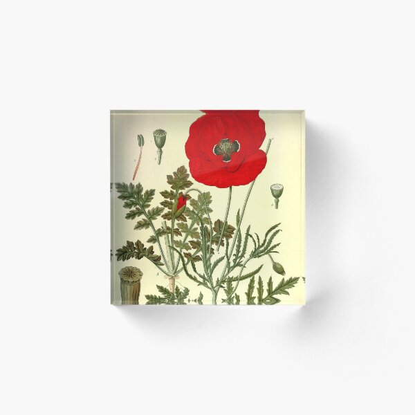 Mohnblume Acrylblock