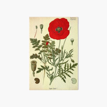 Mohnblume Galeriedruck