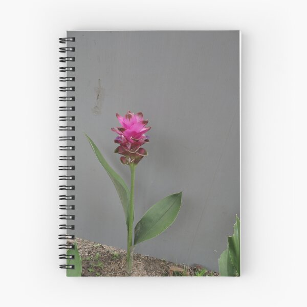 Item preview, Siam tulip is flowering plant, Curcuma sp. of the ginger family no. 64 designed and sold by greengoodnich.