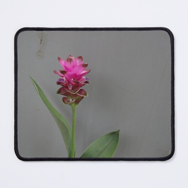Item preview, Siam tulip is flowering plant, Curcuma sp. of the ginger family no. 64 designed and sold by greengoodnich.
