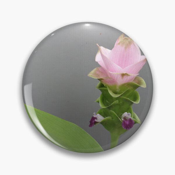 Item preview, Siam tulip is flowering plant, Curcuma sp. of the ginger family no. 65 designed and sold by greengoodnich.