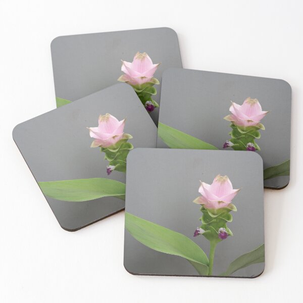 Item preview, Siam tulip is flowering plant, Curcuma sp. of the ginger family no. 65 designed and sold by greengoodnich.
