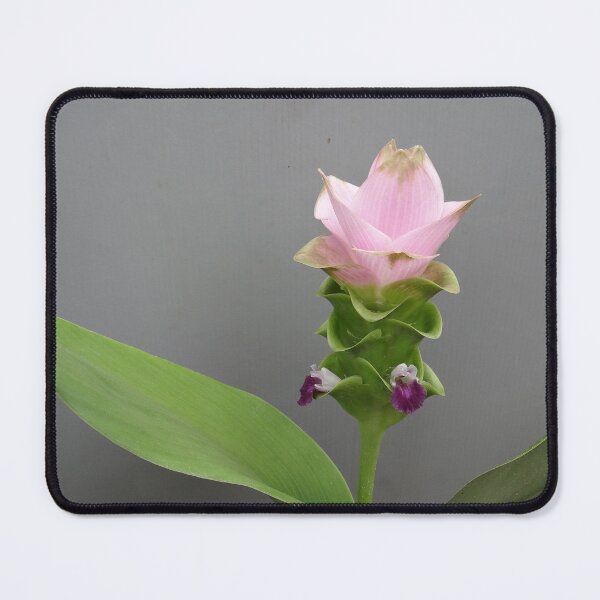 Item preview, Siam tulip is flowering plant, Curcuma sp. of the ginger family no. 65 designed and sold by greengoodnich.