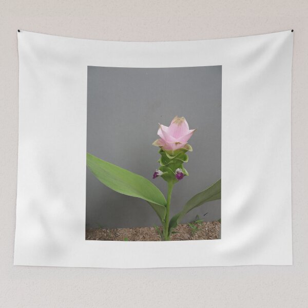 Item preview, Siam tulip is flowering plant, Curcuma sp. of the ginger family no. 65 designed and sold by greengoodnich.