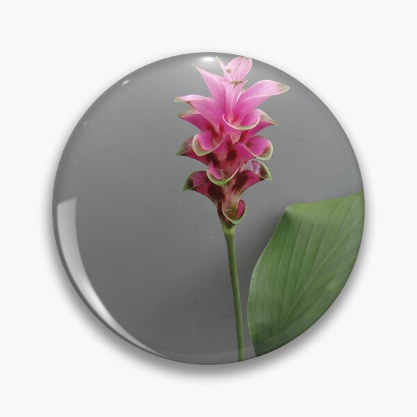 Item preview, Siam tulip is flowering plant, Curcuma sp. of the ginger family no. 66 designed and sold by greengoodnich.