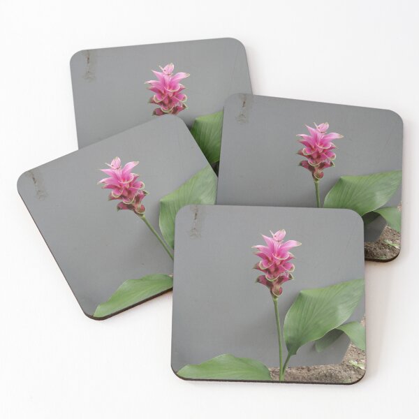 Item preview, Siam tulip is flowering plant, Curcuma sp. of the ginger family no. 66 designed and sold by greengoodnich.