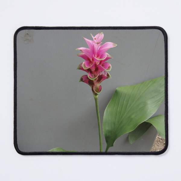 Item preview, Siam tulip is flowering plant, Curcuma sp. of the ginger family no. 66 designed and sold by greengoodnich.