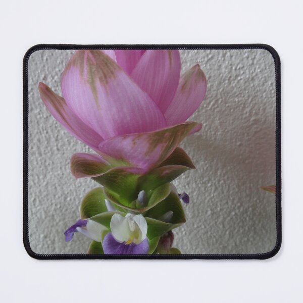 Item preview, Siam tulip is flowering plant, Curcuma sp. of the ginger family no. 67 designed and sold by greengoodnich.