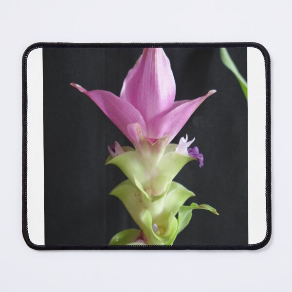 Item preview, Siam tulip is flowering plant, Curcuma sp. of the ginger family no. 68 designed and sold by greengoodnich.