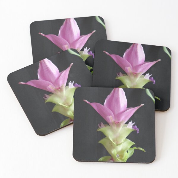 Item preview, Siam tulip is flowering plant, Curcuma sp. of the ginger family no. 68 designed and sold by greengoodnich.