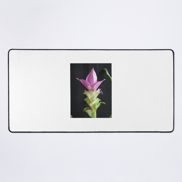 Item preview, Siam tulip is flowering plant, Curcuma sp. of the ginger family no. 68 designed and sold by greengoodnich.