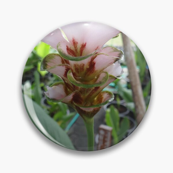 Item preview, Siam tulip is flowering plant, Curcuma sp. of the ginger family no. 69 designed and sold by greengoodnich.