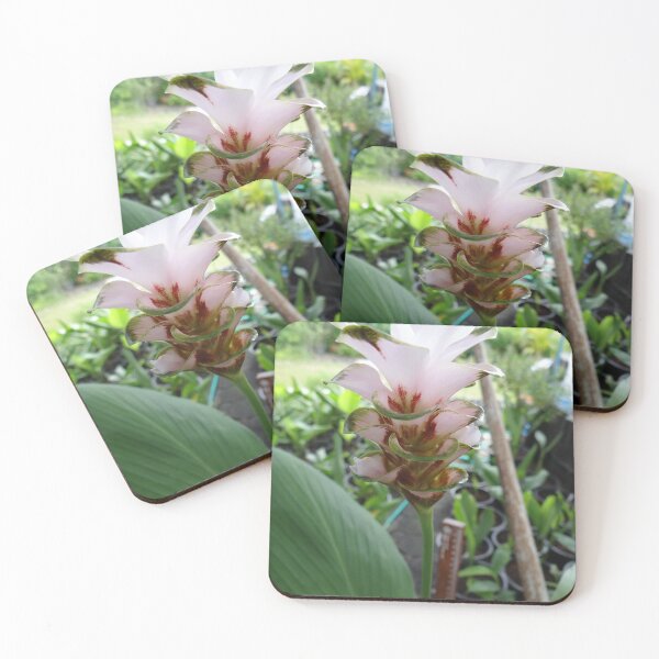 Item preview, Siam tulip is flowering plant, Curcuma sp. of the ginger family no. 69 designed and sold by greengoodnich.