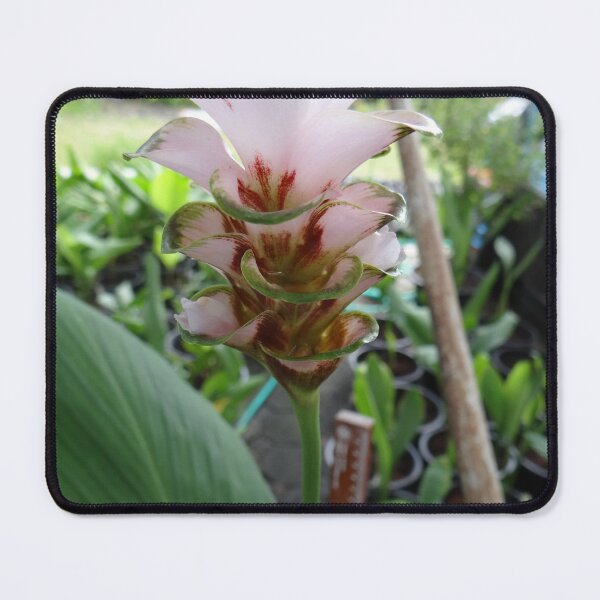 Item preview, Siam tulip is flowering plant, Curcuma sp. of the ginger family no. 69 designed and sold by greengoodnich.