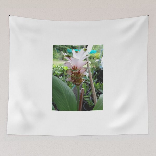 Item preview, Siam tulip is flowering plant, Curcuma sp. of the ginger family no. 69 designed and sold by greengoodnich.