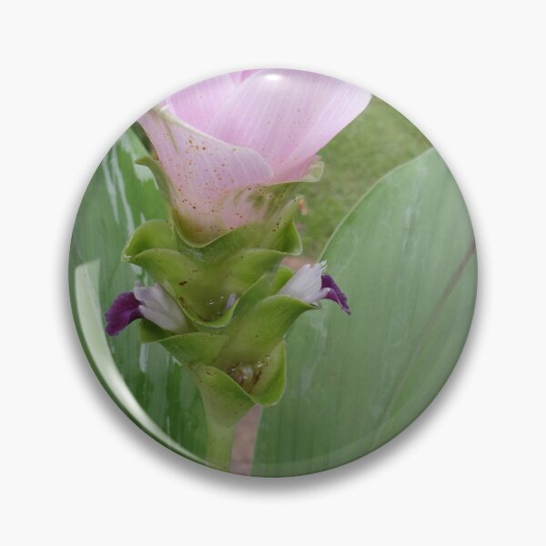 Item preview, Siam tulip is flowering plant, Curcuma sp. of the ginger family no. 70 designed and sold by greengoodnich.
