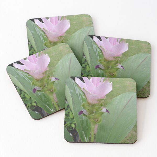 Item preview, Siam tulip is flowering plant, Curcuma sp. of the ginger family no. 70 designed and sold by greengoodnich.