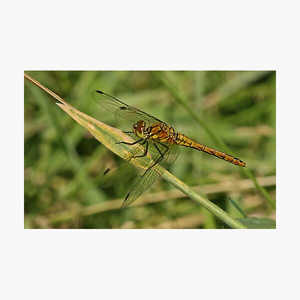Item preview, Ruddy Darter Dragonfly designed and sold by Robert Abraham.