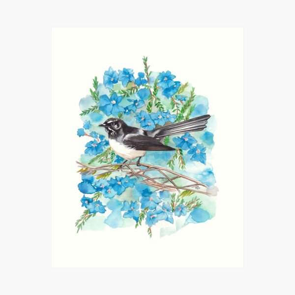 Willie Wagtail on Lechenaultia Art Print