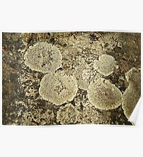Lichen Patch Poster