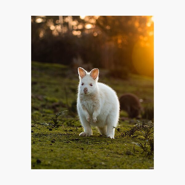 Item preview, Bruny Island White Wallaby Tasmania designed and sold by NicBucci.