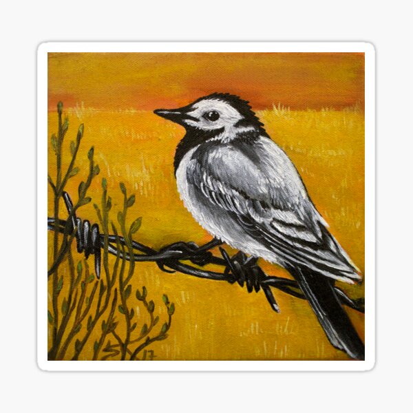 Pied Wagtail Sticker
