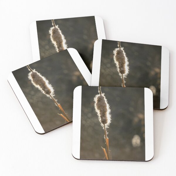 Item preview, Backlit Cat Tail in the Early Morning designed and sold by jecphotography and art.