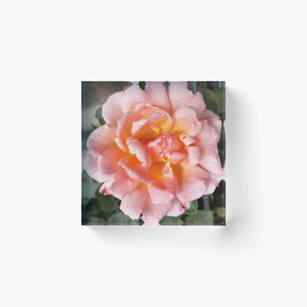 Item preview, rose in autumn designed and sold by feiermar.