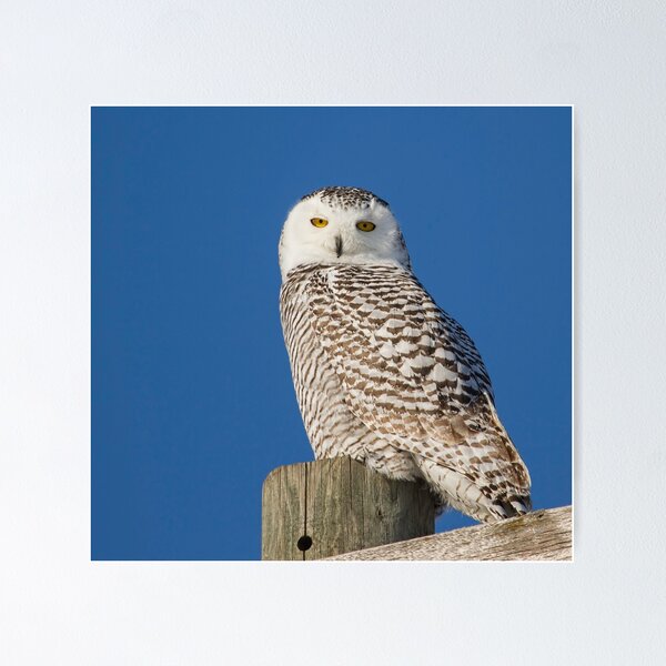 Item preview, Who Is Looking At Me designed and sold by Thomasyoung.