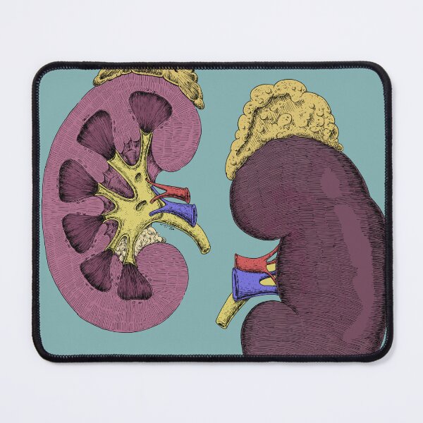 Item preview, Kidneys Anatomical Drawing(colored) designed and sold by DrTeebu.