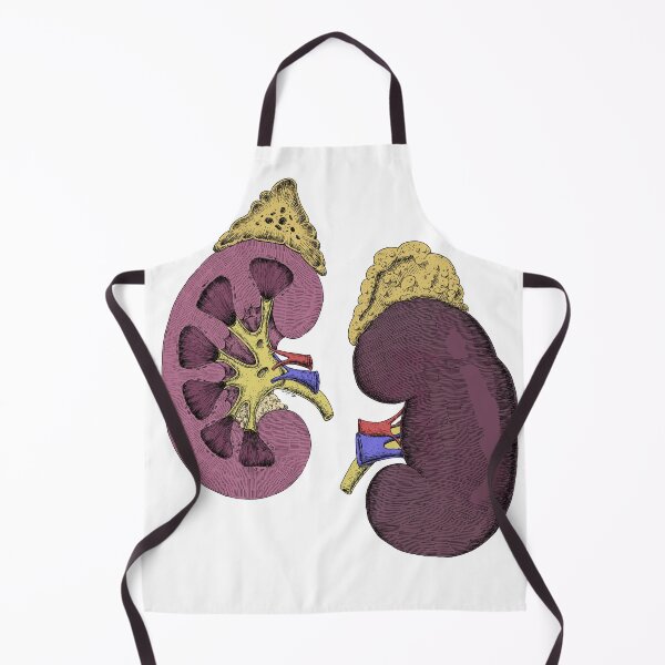 Item preview, Kidneys Anatomical Drawing(colored) designed and sold by DrTeebu.