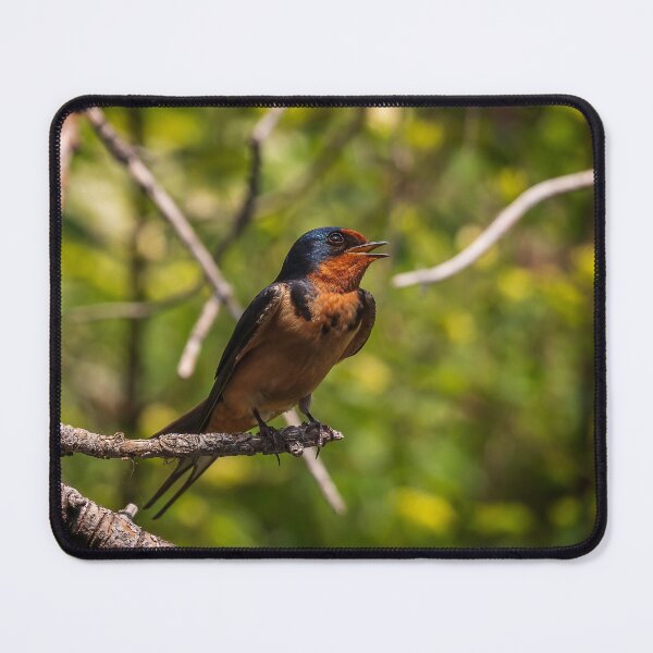 Item preview, Barn Swallow Singing in a Tree designed and sold by jecphotography and art.