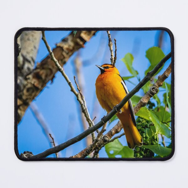 Item preview, Oriol de Bullock posado en una rama designed and sold by jecphotography and art.