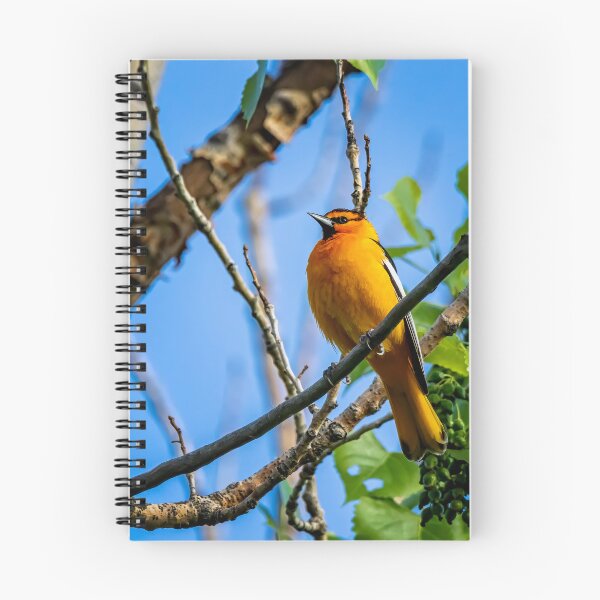 Item preview, Oriol de Bullock posado en una rama designed and sold by jecphotography and art.