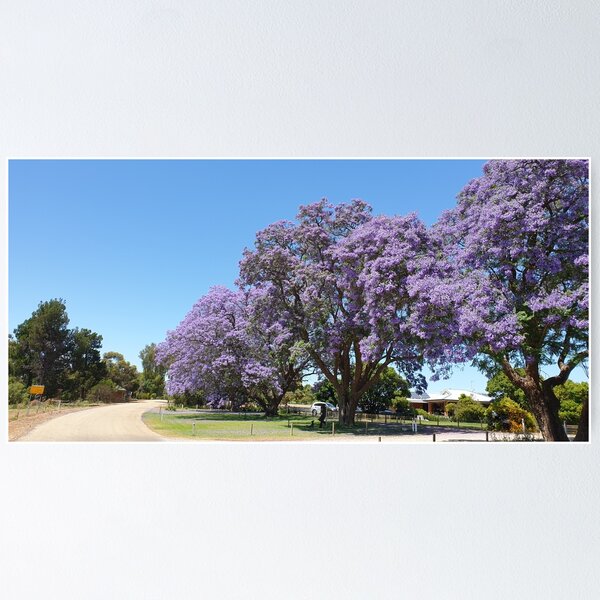 Item preview, Jacaranda Trees. designed and sold by WhoRayShirts.