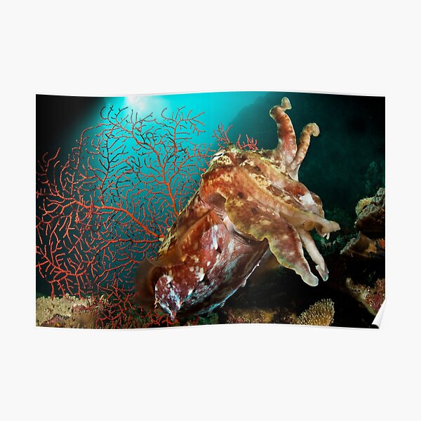 Broadclub Cuttlefish, Papua New Guinea Poster