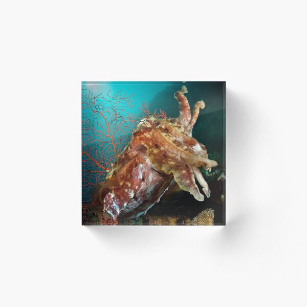 Broadclub Cuttlefish, Papua New Guinea Acrylic Block