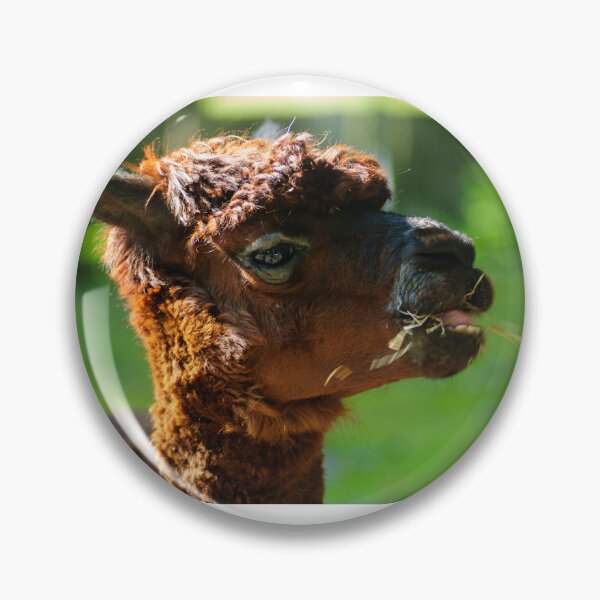 Item preview, Llama Life designed and sold by Animal-Photos.