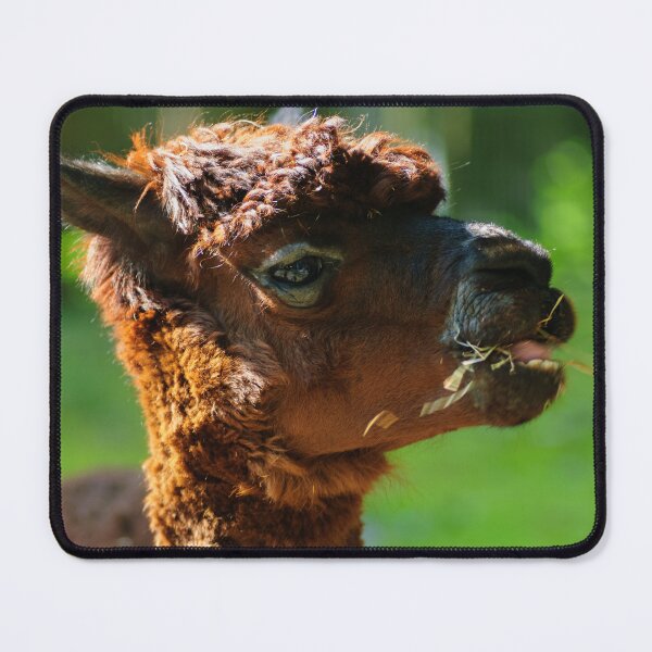 Item preview, Llama Life designed and sold by Animal-Photos.