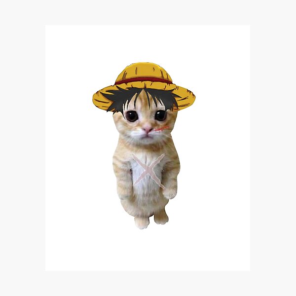 Bought this cat straw hat on , love it but my kitties were not  impressed lol : r/OnePiece