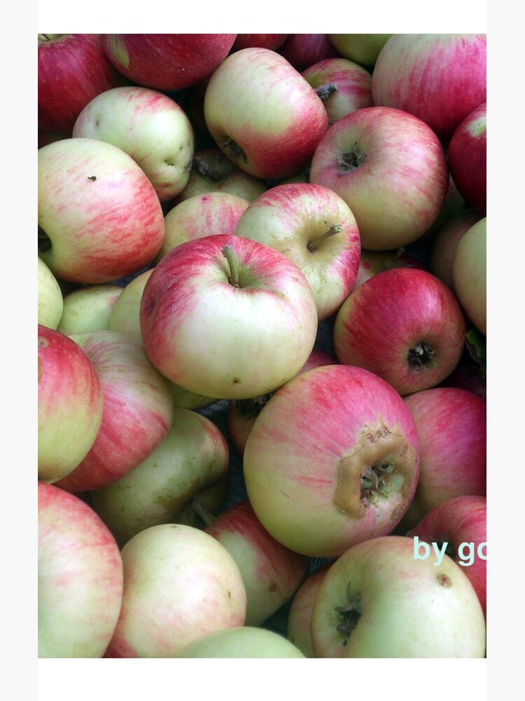 Äpfel - frisch geerntet! von Gourmetkater