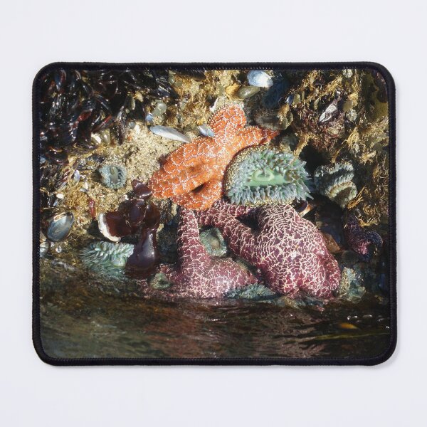 Item preview, Splendid Starfish designed and sold by Animal-Photos.
