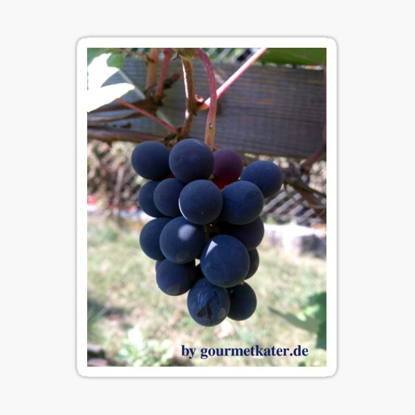 Weintraube Blauer Bernburger Sticker