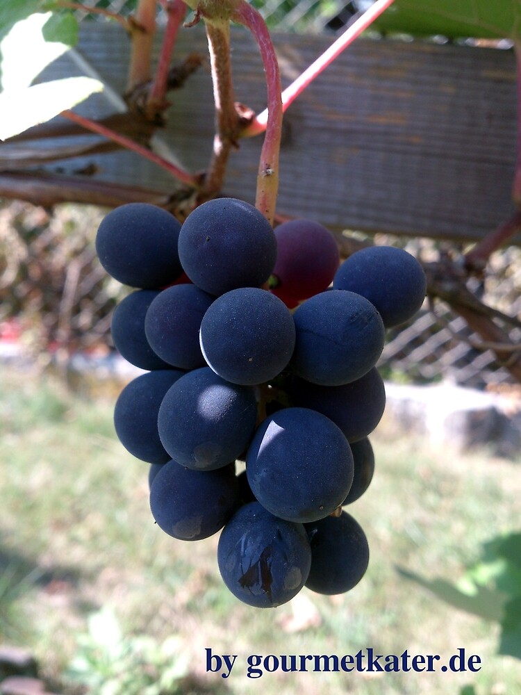 Weintraube Blauer Bernburger von Gourmetkater
