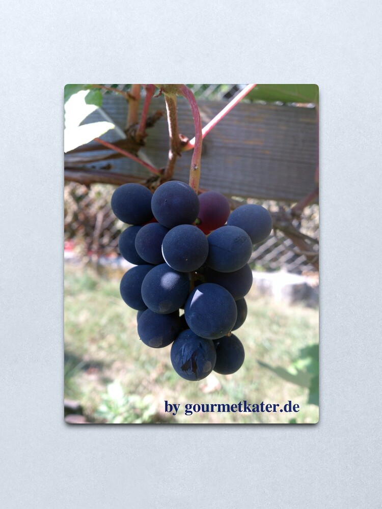Alternative Ansicht von Weintraube Blauer Bernburger Metallbild