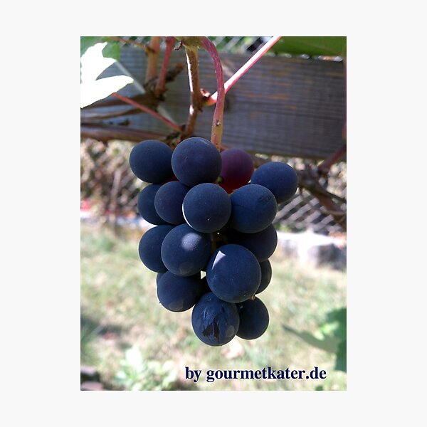 Item preview, Grape Blue Bernburger designed and sold by Gourmetkater.