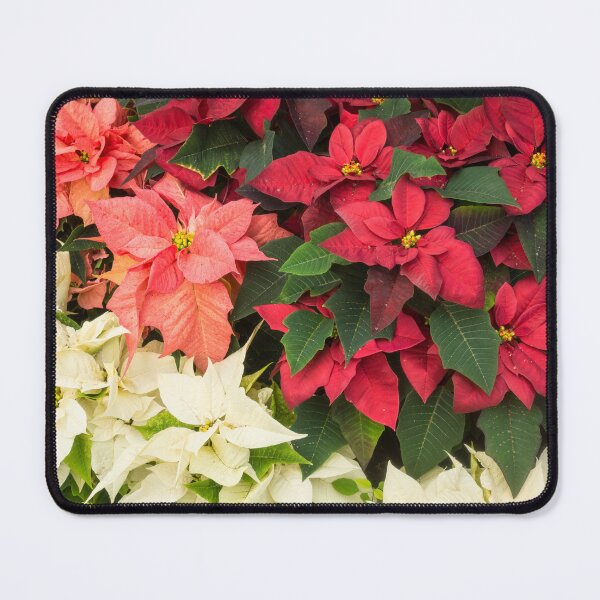 Item preview, Christmas Stars Medley - Multicoloured Poinsettias Celebrating the Holy Season designed and sold by Georgia Mizuleva.