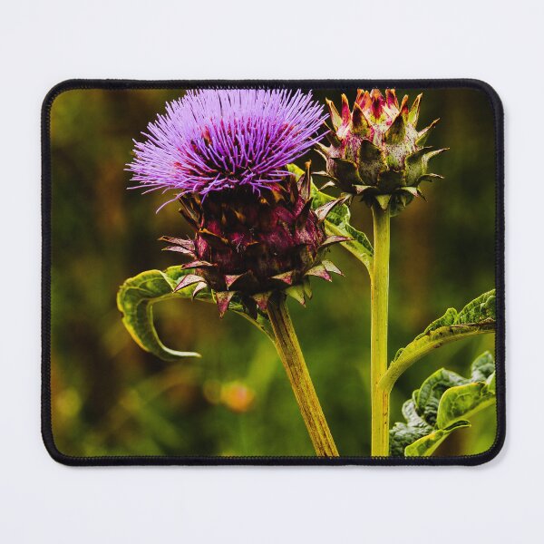 Item preview, Cardoon Flower Vert Nature Beauty designed and sold by eddiebarronshop.